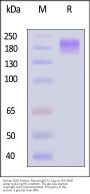 Human SEZ6 Protein, Mouse IgG1 Fc Tag (HPLC verified)