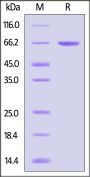 Human SHP-2 Protein, His Tag