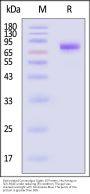 Biotinylated Cynomolgus Siglec-10 Protein, His,Avitag™ (MALS verified)