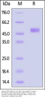 Human SIRP alphaV2 / CD172a (31-148) Protein, Llama IgG2b Fc Tag, low endotoxin (MALS verified)