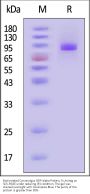 Biotinylated Cynomolgus SIRP alpha / CD172a Protein, Fc,Avitag™ (MALS verified)