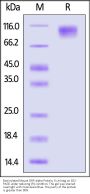 Biotinylated Mouse SIRP alpha / CD172a Protein, Fc,Avitag™ (MALS verified)