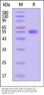 Biotinylated Mouse SPINT1 Protein, His,Avitag™ (MALS verified)