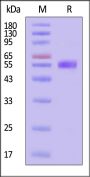 Biotinylated Mouse SPINT1 Protein, His,Avitag™ (MALS verified)