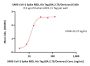 SARS-CoV-2 Spike RBD Protein, His Tag (BA.2.75/Omicron) (MALS verified)