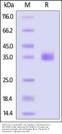 SARS-CoV-2 Spike RBD Protein, His Tag (BA.2.76/Omicron) (MALS verified)