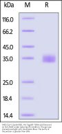 SARS-CoV-2 Spike RBD Protein, His Tag (BF.7&BA.4.6/Omicron) (MALS verified)
