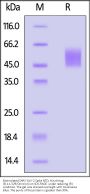 Biotinylated SARS-CoV-2 Spike NTD Protein, His,Avitag™ (B.1.1.529/Omicron) (MALS verified)