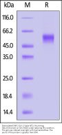 Biotinylated SARS-CoV-2 Spike NTD Protein, His,Avitag™ (BA.2/Omicron) (MALS verified)