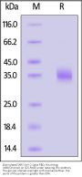 Biotinylated SARS-CoV-2 Spike RBD Protein, His,Avitag™ (XBB/Omicron) (MALS verified)