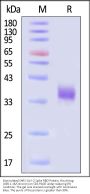 Biotinylated SARS-CoV-2 Spike RBD Protein, His,Avitag™ (XBB.1.16/Omicron) (MALS verified)
