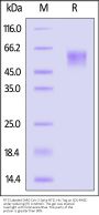 FITC-Labeled SARS-CoV-2 Spike NTD Protein, His Tag