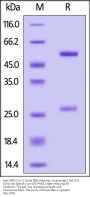 Anti-SARS-CoV-2 Spike RBD Antibody, Chimeric mAb, Human IgG1 (AS113) (Omicron Specific)