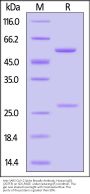 Anti-SARS-CoV-2 Spike Broadly Antibody, Human IgG1 (2G7F5) (MALS verified)