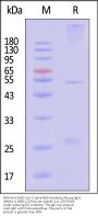 HRP-Anti-SARS-CoV-2 Spike RBD Antibody, Mouse IgG1 (9A6A11) (XBB.1.5/Omicron Specific)