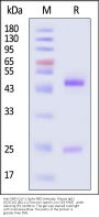 Anti-SARS-CoV-2 Spike RBD Antibody, Mouse IgG1 (5C5C10) (BQ.1.1/Omicron Specific) (MALS verified)