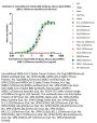 Anti-SARS-CoV-2 Spike RBD Antibody, Mouse IgG1 (5F8E1) (XBB.1.5/Omicron Specific)