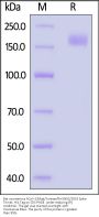 Bat coronavirus hCoV-19/bat/Yunnan/RmYN02/2019 Spike Trimer Protein (R640A, KV940-941PP), His Tag