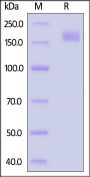 Bat coronavirus hCoV-19/bat/Yunnan/RmYN02/2019 Spike Trimer Protein (R640A, KV940-941PP), His Tag