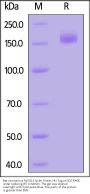 Bat coronavirus RaTG13 Spike Trimer Protein (R681A, KV982-983PP), His Tag