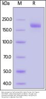 Bat coronavirus Cp/Yunnan2011 Spike Trimer Protein (R653A, KV954-955PP), His Tag (MALS verified)