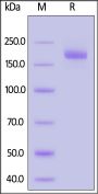 Bat coronavirus Cp/Yunnan2011 Spike Trimer Protein (R653A, KV954-955PP), His Tag (MALS verified)