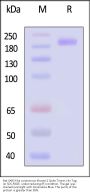 Bat SARS-like coronavirus Khosta-2 Spike Trimer Protein (R666A, KV966-967PP), His Tag