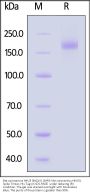 Bat coronavirus HKU3 (BtCoV) (SARS-like coronavirus HKU3) Spike Trimer Protein (R654A, KV955-956PP), His Tag (MALS verified)