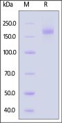 Bat coronavirus HKU3 (BtCoV) (SARS-like coronavirus HKU3) Spike Trimer Protein (R654A, KV955-956PP), His Tag (MALS verified)