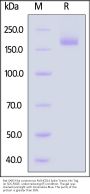 Bat SARS-like coronavirus RsSHC014 Spike Trimer Protein (R668A, KA969-970PP), His Tag (MALS verified)