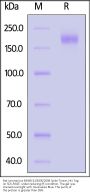 Bat coronavirus BM48-31/BGR/2008 Spike Trimer Protein (R672A, KV972-973PP), His Tag