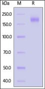 Bat coronavirus BM48-31/BGR/2008 Spike Trimer Protein (R672A, KV972-973PP), His Tag