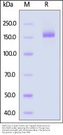 SARS-CoV-2 Spike Trimer Protein, His Tag (BA.3/Omicron) (MALS verified)