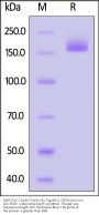 SARS-CoV-2 Spike Trimer Protein, His Tag (BA.2.75/Omicron) (MALS verified)