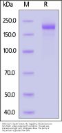 SARS-CoV-2 Spike Trimer Protein, His Tag (BA.2.76/Omicron) (MALS verified)