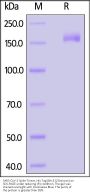 SARS-CoV-2 Spike Trimer Protein, His Tag (BA.5.5/Omicron) (MALS verified)