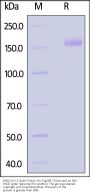SARS-CoV-2 Spike Trimer Protein, His Tag (BF.7/Omicron) (MALS verified)