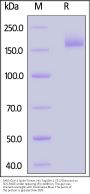 SARS-CoV-2 Spike Trimer Protein, His Tag (BA.2.75.2/Omicron) (MALS verified)