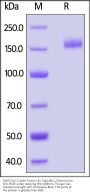 SARS-CoV-2 Spike Trimer Protein, His Tag (XBB.1/Omicron) (MALS verified)