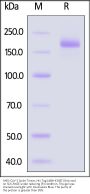 SARS-CoV-2 Spike Trimer Protein, His Tag (XBB+K356T/Omicron) (MALS verified)