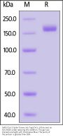 SARS-CoV-2 Spike Trimer Protein, His Tag (CH.1.1/Omicron) (MALS verified)