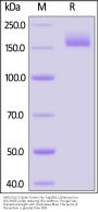 SARS-CoV-2 Spike Trimer Protein, His Tag (BQ.1/Omicron) (MALS verified)