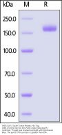 SARS-CoV-2 Spike Trimer Protein, His Tag (XBB.1.5/Omicron) (MALS verified)