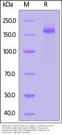 SARS-CoV-2 Spike Trimer Protein, His Tag (B.1.1.529/Omicron) (MALS verified)