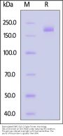 Biotinylated SARS-CoV-2 Spike Trimer Protein, His,Avitag™ (BA.1/Omicron) (MALS verified)