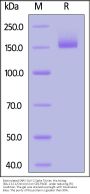 Biotinylated SARS-CoV-2 Spike Trimer Protein, His,Avitag™ (BA.2.12.1/Omicron) (MALS verified)
