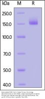 Biotinylated SARS-CoV-2 Spike Trimer Protein, His,Avitag™ (BA.4/Omicron) (MALS verified)