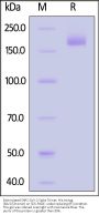 Biotinylated SARS-CoV-2 Spike Trimer Protein, His,Avitag™ (BA.5/Omicron) (MALS verified)