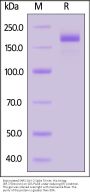 Biotinylated SARS-CoV-2 Spike Trimer Protein, His,Avitag™ (BF.7/Omicron) (MALS verified)