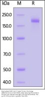 Biotinylated SARS-CoV-2 Spike Trimer Protein, His,Avitag™ (XBB/Omicron) (MALS verified)